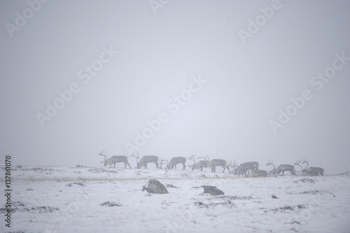 Reindeer (Rangifer tarandus) herd in mist, Forollhogna National Park, Norway, September 2008 photo