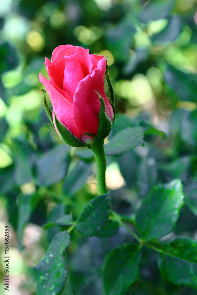 Fototapeta premium Red Rose