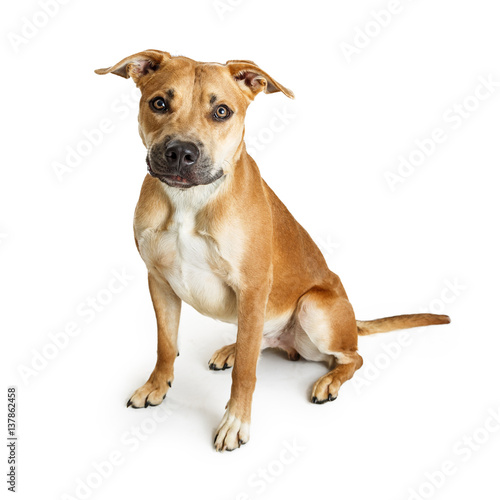 Big Brown Crossbreed Dog Sitting Over White