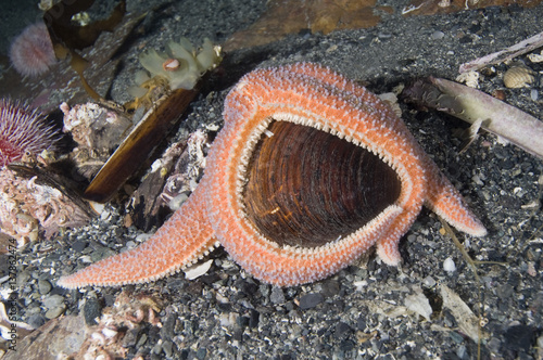 Star fish eating an Icelandic cyprine (Arctica islandica) Trondheimsfjorden, Norway, February 2009 photo