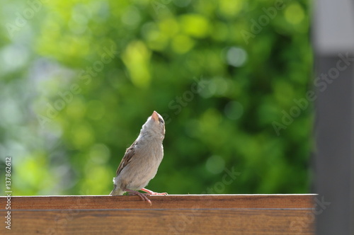 Young House Sparrow waiting for Food