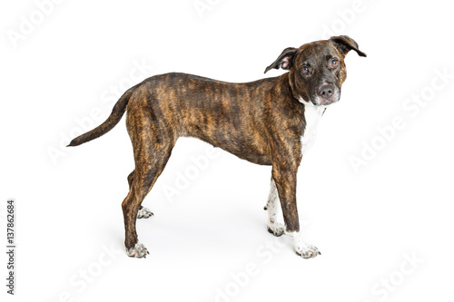 Brindle Boxer Crossbreed Dog Over White