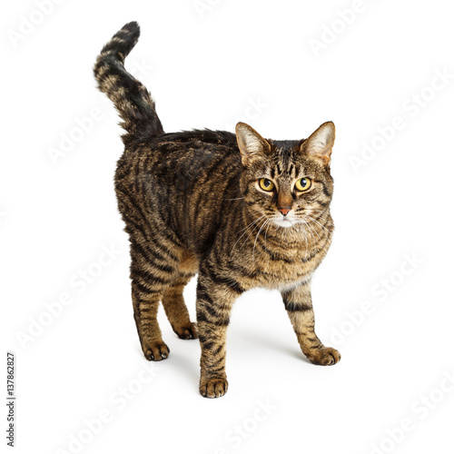 Brown and Black Tabby Cat Over White