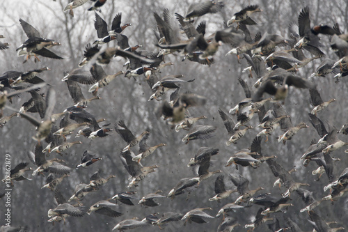 Red breasted geese (Branta ruficollis) and White fronted geese (Anser albifrons) in flight, Durankulak Lake, Bulgaria, February 2009. Wild Wonders kids book. photo