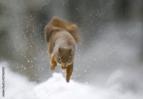 Red squirrel (Sciurus vulgaris) jumping with food, in winter forest, Glenfeshie, Cairngorms NP, Scotland, February 2009 photo