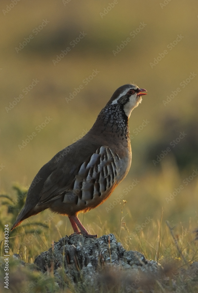 Red legged partridge (Alectoris rufa) on small rock calling, La Serena, Extremadura, Spain, April 2009 Red legged partridge (Alectoris rufa) on small rock calling, La Serena, Extremadura, Spain, April 2009