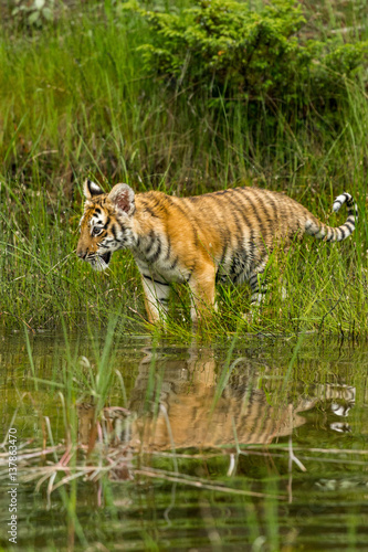 tiger cub with reflexion