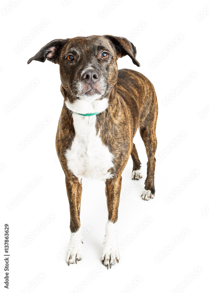 Large Breed Dog Brindle Coat Standing Over White