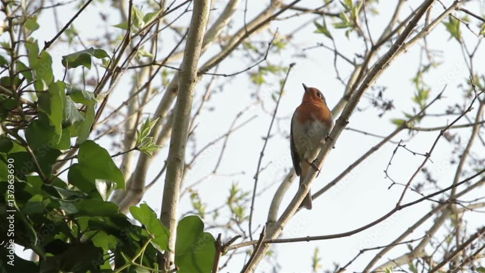 Beautiful Red Robin Songbird Singing before flying from Branch Beautiful Red Robin Songbird Singing before flying from Branch