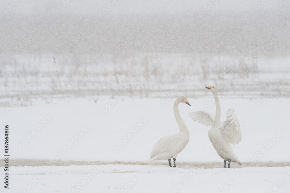 Whooper swan flapping wings, Lake Tysslingen Whooper swan flapping wings, Lake Tysslingen