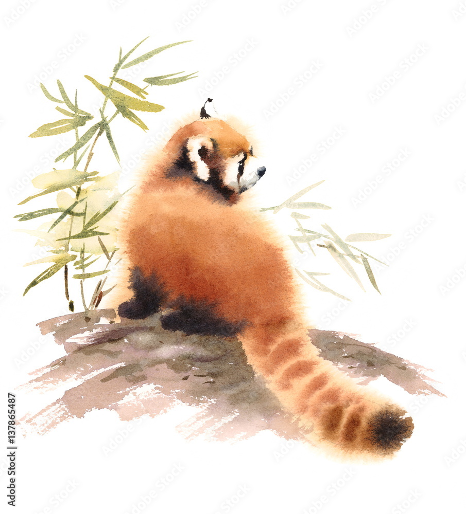 Obraz premium Watercolor Red Panda Sitting Next to Branch with Bamboo Leaves Animal Illustration Hand Drawn Wildlife