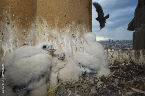 Peregrine falcon (Falco peregrinus) nest, with adult flying past, Sagrada Familia, Barcelona, Spain, April 2009