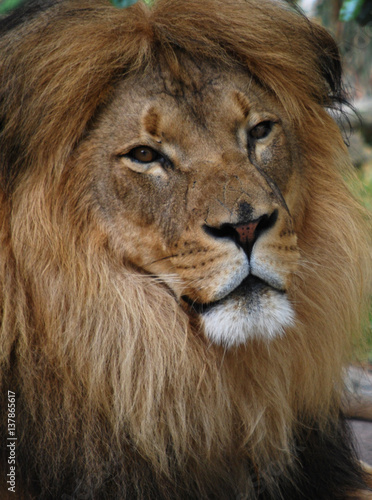 Lion portrait
