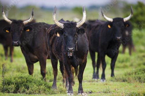 Camargue bulls in pasture, Camargue, France, April 2009