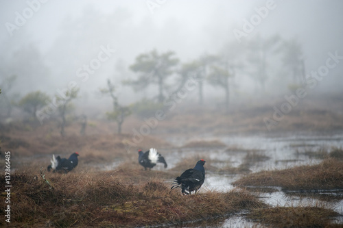 Black grouse (Tetrao tertrix) males displaying at lek sites, in mist, Bergslagen, Sweden, April 2009 photo