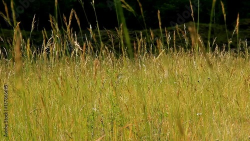 Eine Wildwiese an einem Sommertag photo