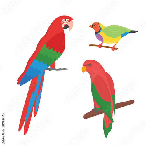 Cartoon tropical parrot wild animal bird vector illustration.