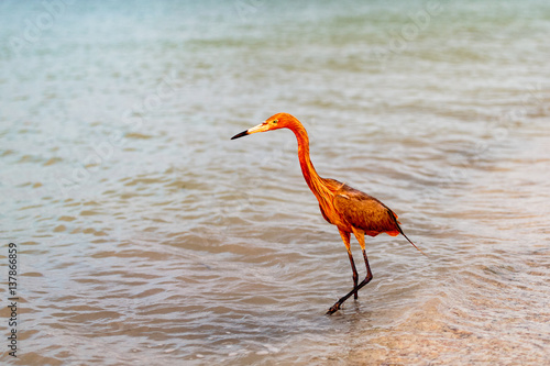 Reddish Egret in Morning Twilight