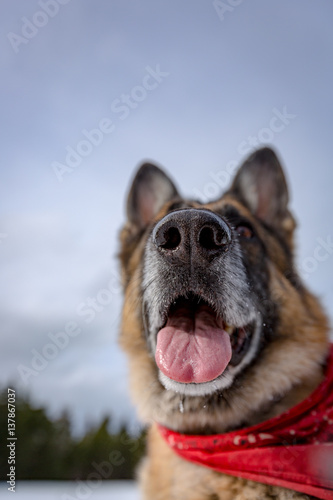 Photography Shallow focus on dogs nose while out in the snow