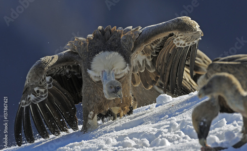 Griffon vulture (Gyps fulvus) with open wings, Cebollar, Torla, Aragon, Spain, November 2008. WWE OUTDOOR EXHIBITION. NOT AVALIABLE FOR GREETING CARDS OR CALENDARS. photo