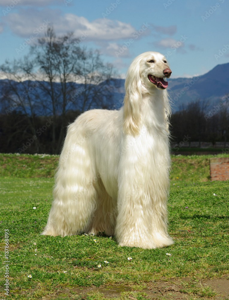 Typical white Afghan Hound in the garden Typical white Afghan Hound in the garden