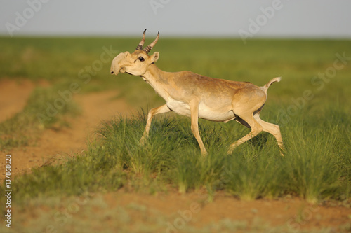 Male Saiga antelope (Saiga tatarica) running, Cherniye Zemli (Black Earth) Nature Reserve, Kalmykia, Russia, May 2009 WWE BOOK PLATE. WWE OUTDOOR EXHIBITION Wild Wonders kids book.