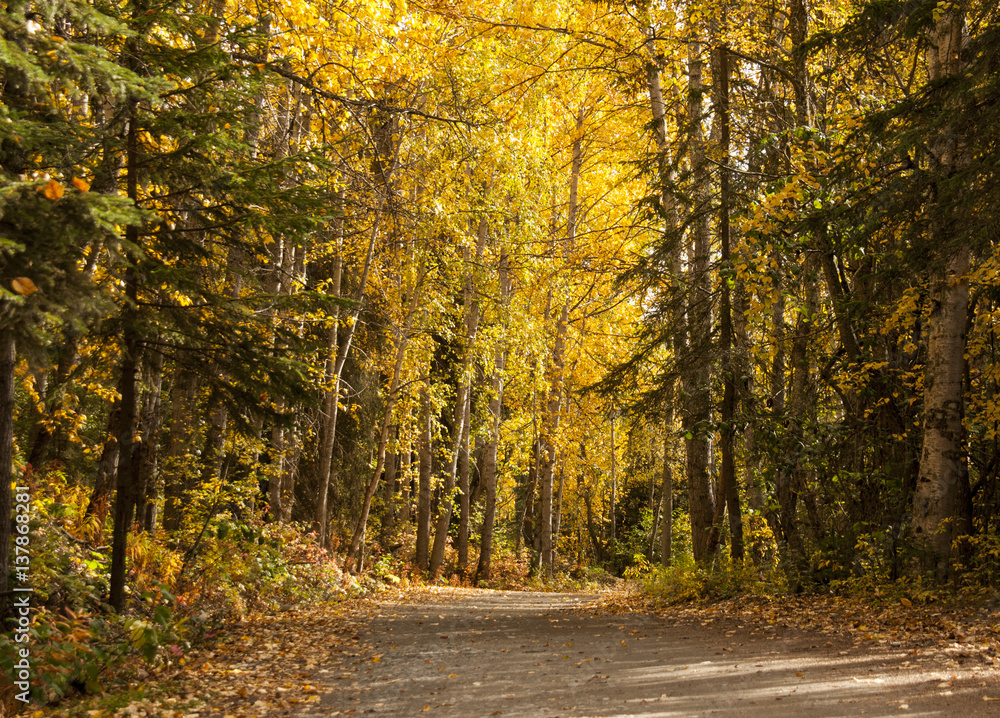 Obraz premium Alaska Fall