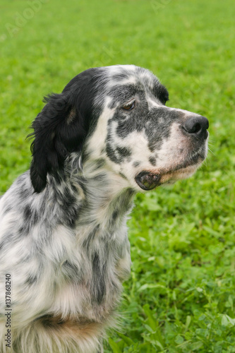 Typical English Setter on a green grass lawn