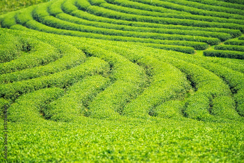 Backgroung and texture for green tea farm