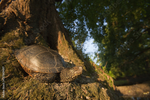 European pond turtle (Emys orbicularis) at base of tree, Gornje Podunavlje Special Nature Reserve, Serbia, June 2009 photo