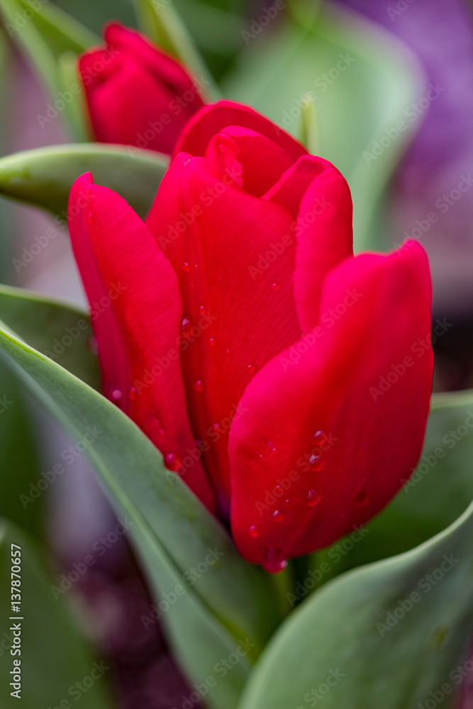 Red Tulip Closeup Red Tulip Closeup