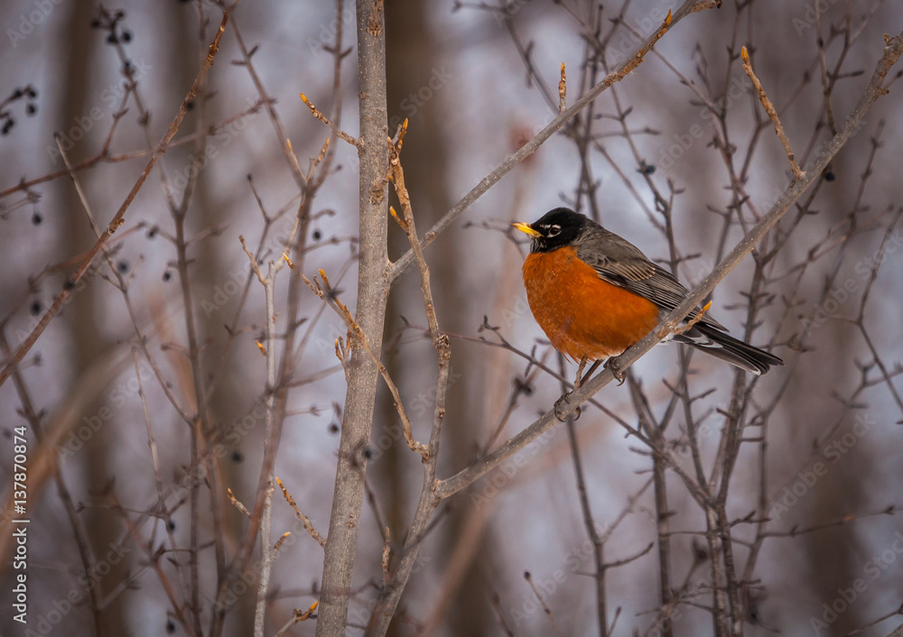 American robin resting on a branch in winter. American robin resting on a branch in winter.
