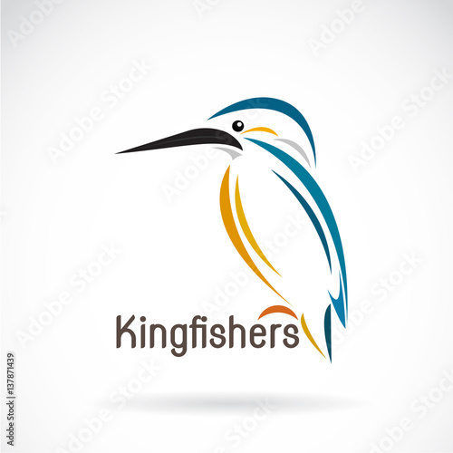 Vector of a kingfishers (Alcedo atthis) on white background. Bird Design. photo