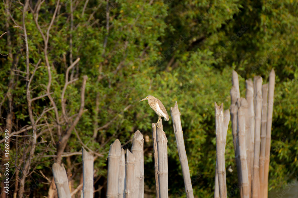 Javan Pond Herons (Ardeola speciosa) Javan Pond Herons (Ardeola speciosa)