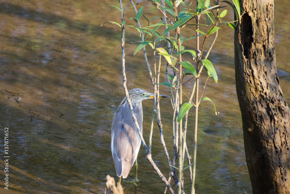 Javan Pond Herons (Ardeola speciosa) Javan Pond Herons (Ardeola speciosa)