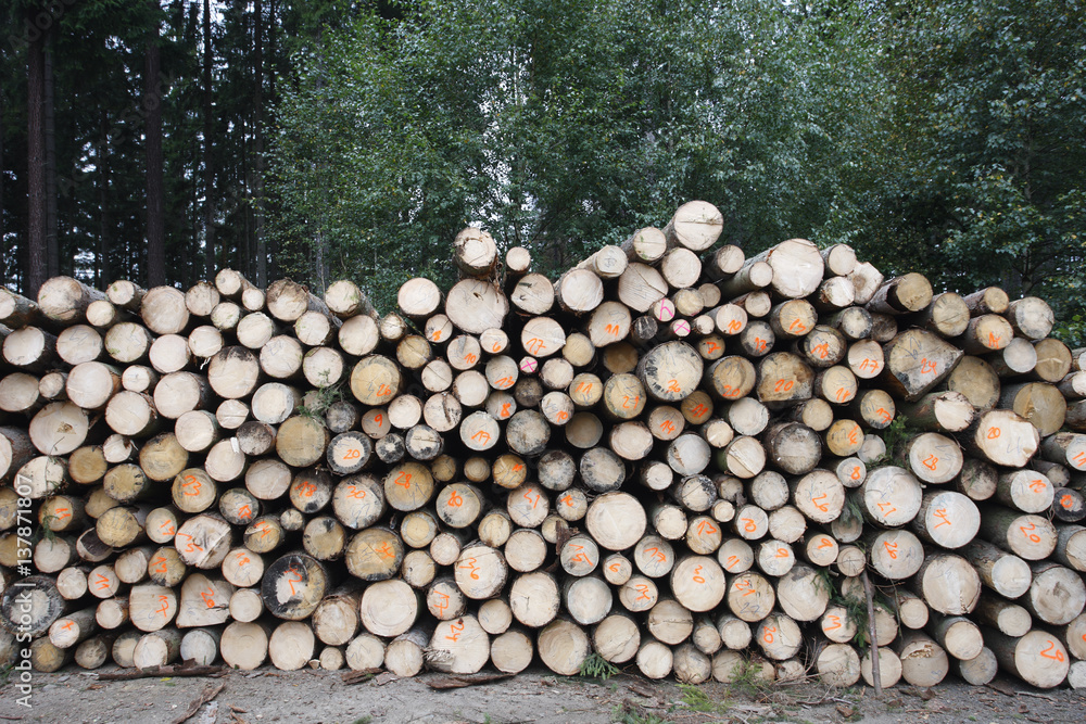Felled timber stacked up, Brtnicky Hradek, Ceske Svycarsko / Bohemian Switzerland National Park, Czech Republic, September 2008 Felled timber stacked up, Brtnicky Hradek, Ceske Svycarsko / Bohemian Switzerland National Park, Czech Republic, September 2008