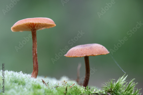 Fungi, Brtnicky Hradek, Ceske Svycarsko / Bohemian Switzerland National Park, Czech Republic, September 2008 photo