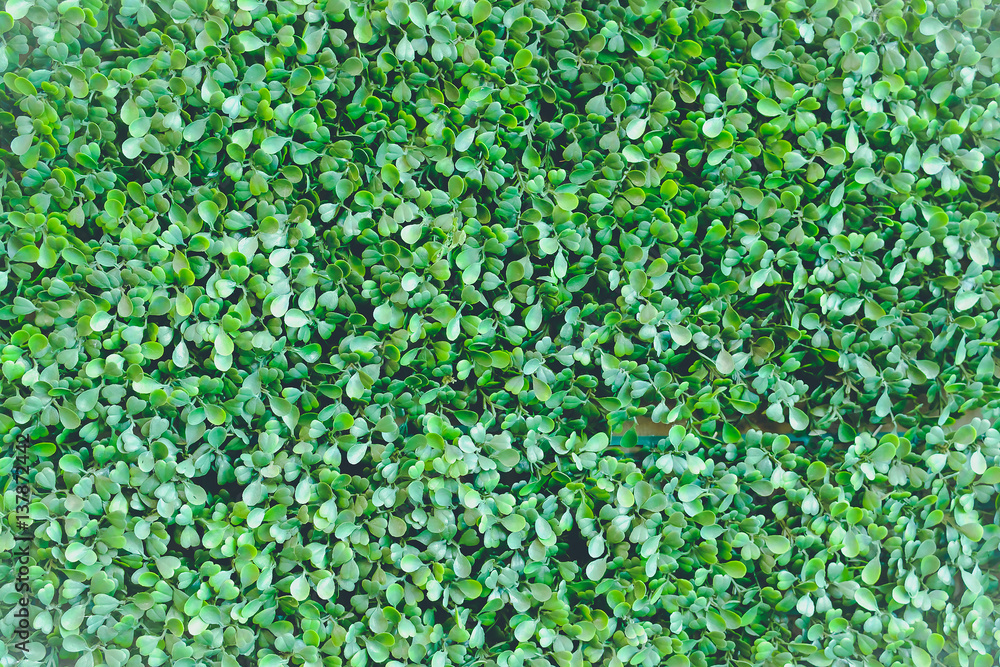 green box hedge background with green leaves green box hedge background with green leaves