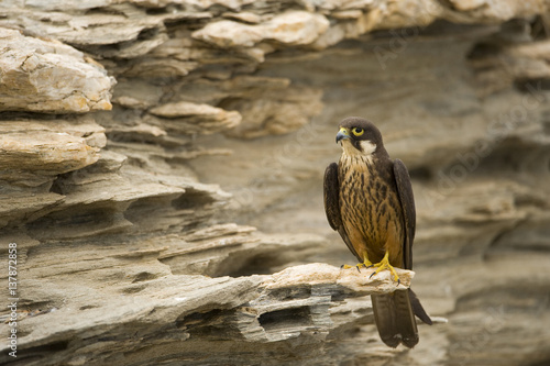 Eleonora's falcon (Falco eleonorae) perched on rock, Andros, Greece, September 2008 photo