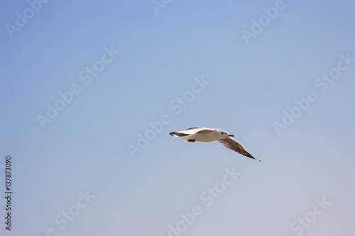 Seagull © jakkrid