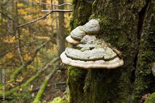 Saprophitic Tinder fungus (Fomes fomentarius) on a European beech (Fagus sylvatica) stump, Corkova Uvala virgin forest, Plitvice Lakes National Park, Croatia, October 2008 photo