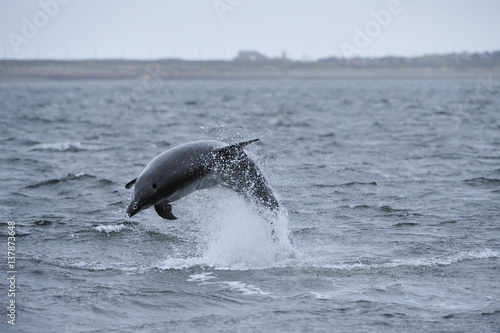 Bottlenosed dolphin (Tursiops truncatus) jumping, Moray Firth, Nr Inverness, Scotland, April 2009, Sequence 1/6 photo