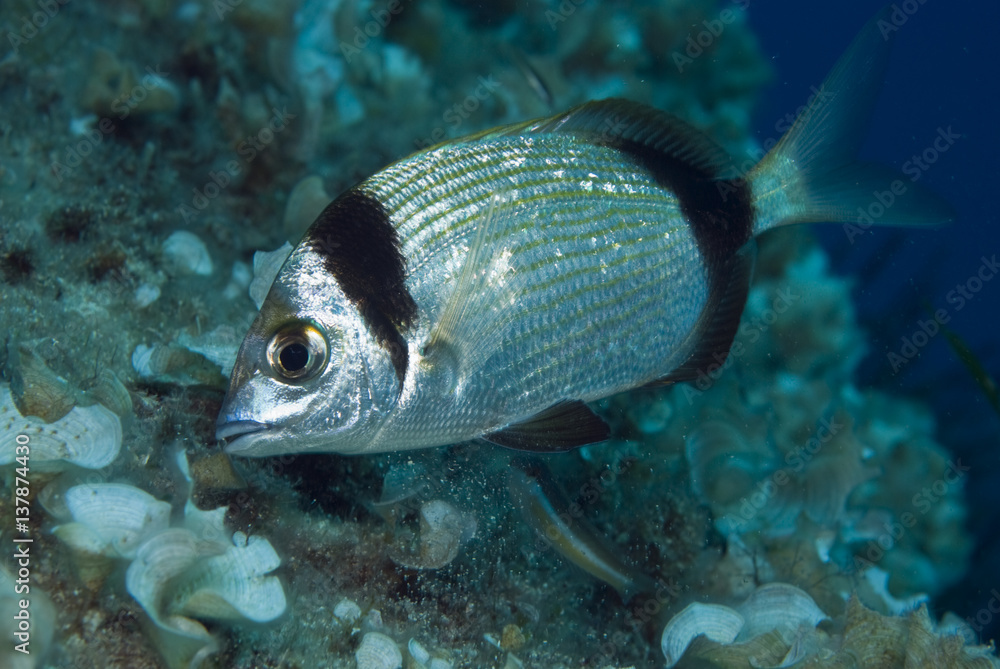 Two-banded seabream (Diplodus vulgaris) 'Turtle Rock', Passage du Cavallo, Lavezzi Archipelago, Corsica, France, September 2008 Two-banded seabream (Diplodus vulgaris) 'Turtle Rock', Passage du Cavallo, Lavezzi Archipelago, Corsica, France, September 2008