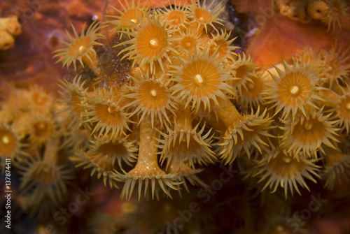 Yellow encrusting anemone (Parazoanthus axinellae)
 'Turtle Rock', Passage du Cavallo, Lavezzi Archipelago, Corsica, France, September 2008