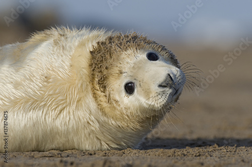 Grey seal (Halichoerus grypus) pup lying on beach, Donna Nook, Lincolnshire, UK, November 2008 photo