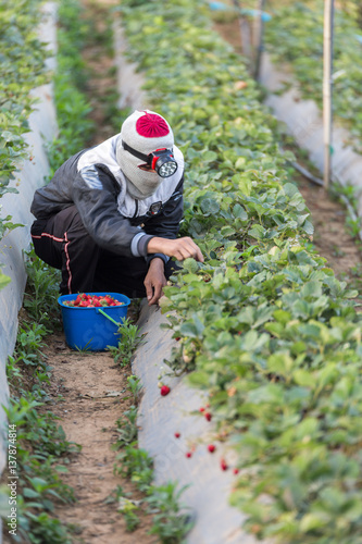 Strawberry growers Burberry