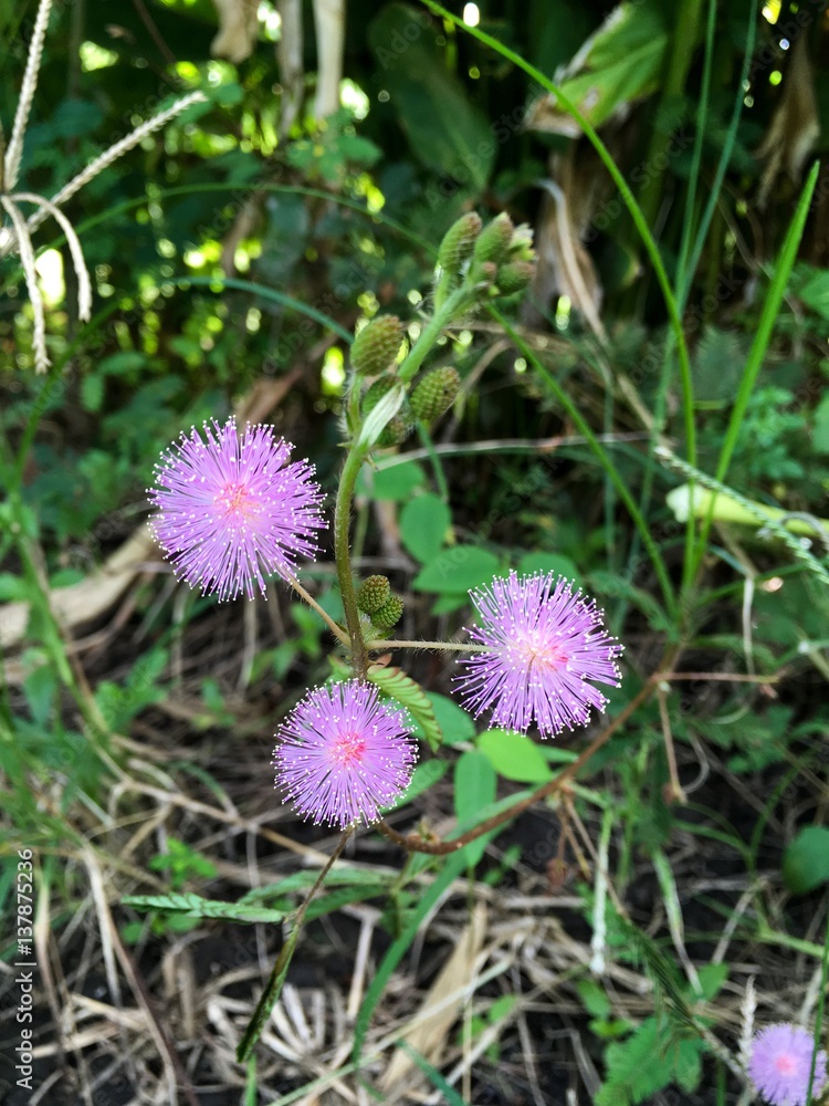 purple mimosa pudica flower in nature garden purple mimosa pudica flower in nature garden