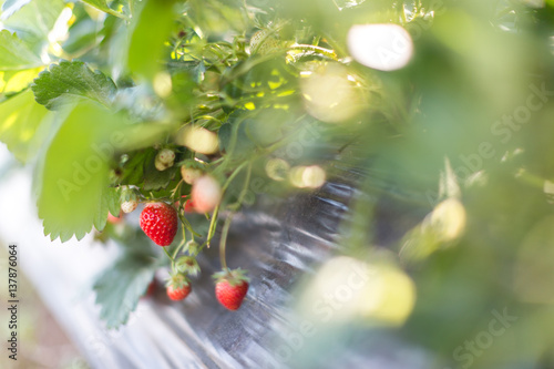 Strawberry growers Burberry