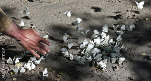 Black-veined white butterflies (Aporia crataegi) on the riverbank of Arkhyz River being disturbed by a hand, Arkhyz valley in the western part of the Teberdinsky Biosphere reserve, Caucasus, Russia, July 2008