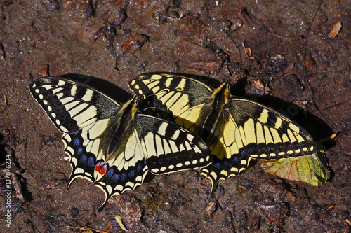 Swallowtail butterflies (Papilio machaon) sunning on a riverbank in Arkhyz section of the Teberdinsky biosphere reserve, Caucasus, Russia, July 2008
